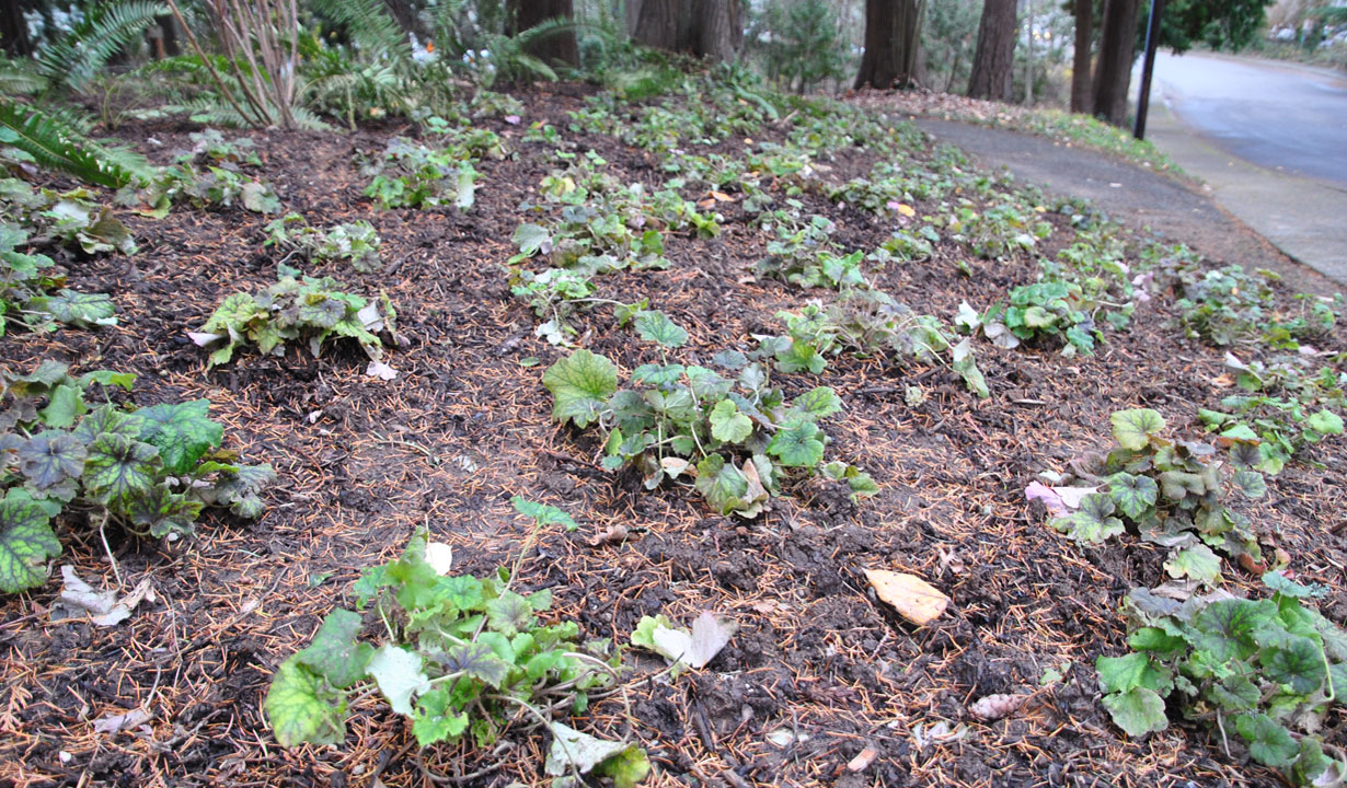 Garden planted with native plants at Metzger Park.