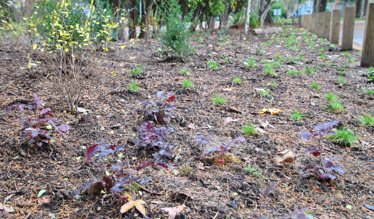 Garden planted with native plants at Metzger Park.