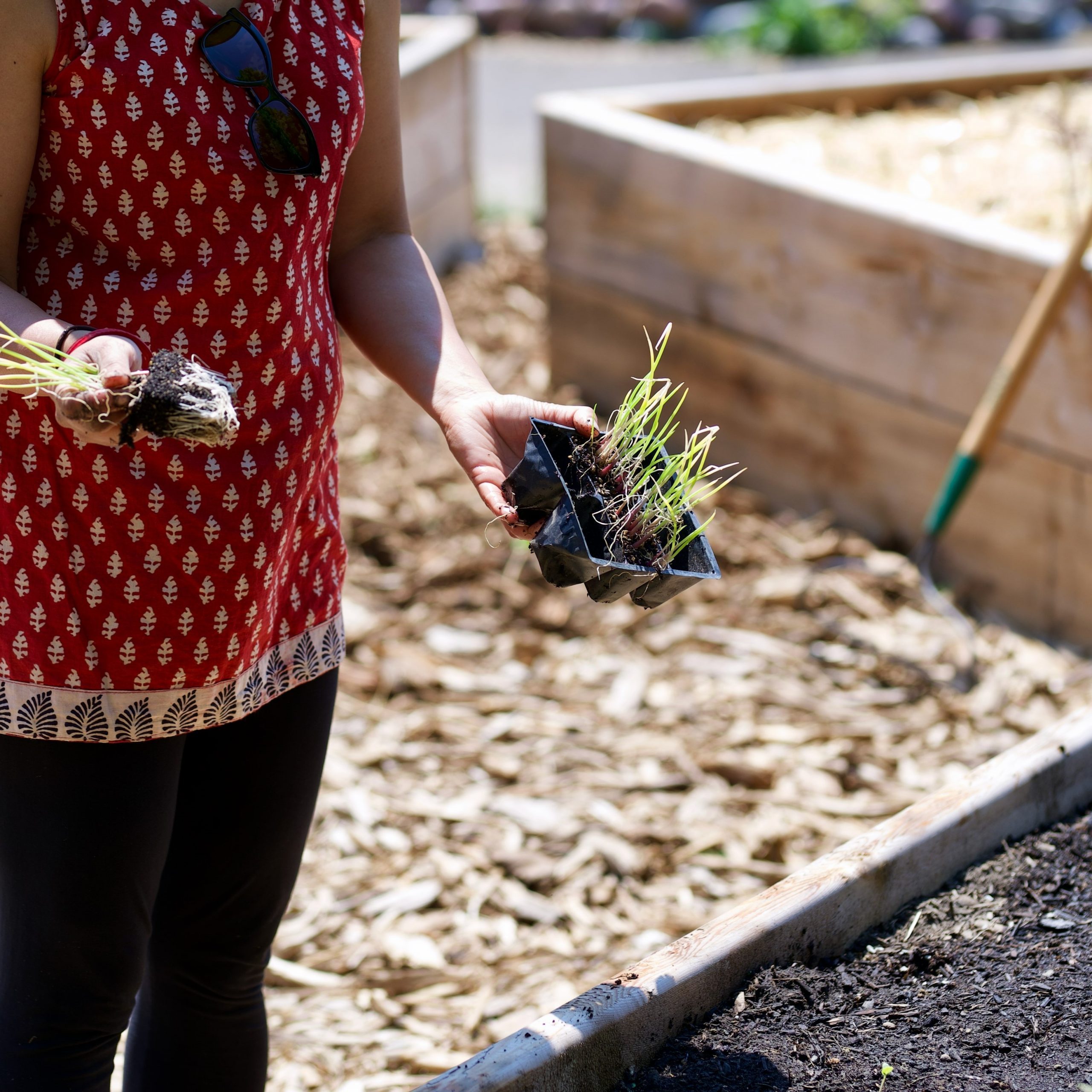 Person stands with red and white tunic shirt over black leggins holding onion plant cluster in one hand and 6 pack of onion starts in other hand, with shadow falling on raised gardenbed